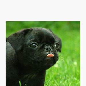 Meet your Posher, Enid